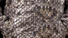 Serpent Skin Wild West camouflage