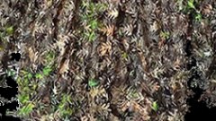 QuikCamo Leafy MO Obsession camouflage